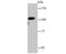 Insulin Degrading Enzyme antibody, NBP2-66907, Novus Biologicals, Western Blot image 