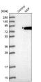 N-Ethylmaleimide Sensitive Factor, Vesicle Fusing ATPase antibody, NBP1-87035, Novus Biologicals, Western Blot image 