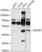 Zinc Finger Protein 597 antibody, 15-550, ProSci, Western Blot image 