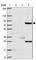 Nuclear Factor, Erythroid 2 Like 3 antibody, HPA055889, Atlas Antibodies, Western Blot image 