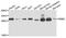 Phosphomannomutase 2 antibody, A03146, Boster Biological Technology, Western Blot image 