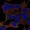 Leucine Rich Repeat Containing 24 antibody, PA5-65017, Invitrogen Antibodies, Immunofluorescence image 