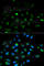 Perforin 1 antibody, A0093, ABclonal Technology, Immunofluorescence image 