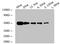c-Myc antibody, CSB-MA000041M0m, Cusabio, Western Blot image 