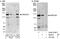 F-Box Protein 38 antibody, A302-378A, Bethyl Labs, Western Blot image 