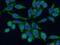 Ts Translation Elongation Factor, Mitochondrial antibody, 11701-1-AP, Proteintech Group, Immunofluorescence image 