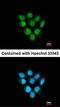 Fbp5B antibody, orb73988, Biorbyt, Immunofluorescence image 