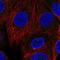 Cyclin F antibody, NBP2-56020, Novus Biologicals, Immunocytochemistry image 