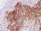 RAS guanyl-releasing protein 4 antibody, LS-C185646, Lifespan Biosciences, Immunohistochemistry paraffin image 