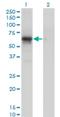 Cyclin Dependent Kinase 16 antibody, H00005127-M01, Novus Biologicals, Western Blot image 