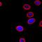 Nuclear Pore Complex Proteins antibody, 902907, BioLegend, Immunofluorescence image 