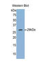 FKBP Prolyl Isomerase 8 antibody, LS-C299630, Lifespan Biosciences, Western Blot image 