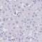 HDGF Like 1 antibody, PA5-61067, Invitrogen Antibodies, Immunohistochemistry frozen image 