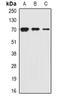 Sodium-dependent phosphate transporter 2 antibody, orb341165, Biorbyt, Western Blot image 