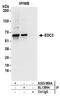 Enhancer Of MRNA Decapping 3 antibody, A303-986A, Bethyl Labs, Immunoprecipitation image 