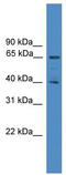 Ubiquitin Like 7 antibody, TA342600, Origene, Western Blot image 