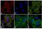 Rat IgG Isotype Control antibody, A10540, Invitrogen Antibodies, Immunofluorescence image 