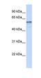 Alkylglycerol Monooxygenase antibody, orb325155, Biorbyt, Western Blot image 