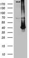 Ankyrin Repeat And SOCS Box Containing 13 antibody, CF809440, Origene, Western Blot image 