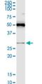 Ras Association Domain Family Member 3 antibody, H00283349-M15, Novus Biologicals, Western Blot image 