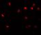 NLR Family Pyrin Domain Containing 11 antibody, A13671, Boster Biological Technology, Immunofluorescence image 