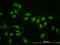 HNF-4-alpha antibody, LS-C197427, Lifespan Biosciences, Immunofluorescence image 