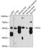 N-Acetylglutamate Synthase antibody, 14-253, ProSci, Western Blot image 