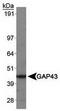 Growth Associated Protein 43 antibody, TA309670, Origene, Western Blot image 