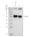AHSG antibody, PA1421, Boster Biological Technology, Western Blot image 