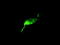 MIC5 antibody, LS-C114468, Lifespan Biosciences, Immunofluorescence image 
