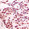 Histone Cluster 4 H4 antibody, LS-C353663, Lifespan Biosciences, Immunohistochemistry paraffin image 