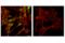 Cyclin D1 antibody, 55506S, Cell Signaling Technology, Immunofluorescence image 