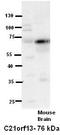 Lebercilin LCA5 Like antibody, TA338956, Origene, Western Blot image 
