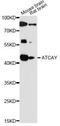 ATCAY Kinesin Light Chain Interacting Caytaxin antibody, LS-C749927, Lifespan Biosciences, Western Blot image 