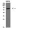 MIA SH3 Domain ER Export Factor 2 antibody, A08319, Boster Biological Technology, Western Blot image 