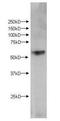 Kynurenine 3-Monooxygenase antibody, orb345751, Biorbyt, Western Blot image 