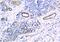 TEK Receptor Tyrosine Kinase antibody, A01274-1, Boster Biological Technology, Immunohistochemistry frozen image 