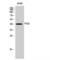 Phosphogluconate Dehydrogenase antibody, LS-C385461, Lifespan Biosciences, Western Blot image 