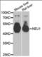 Neuraminidase 1 antibody, orb376341, Biorbyt, Western Blot image 