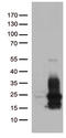 Heparin Binding EGF Like Growth Factor antibody, TA812464, Origene, Western Blot image 