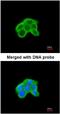 Dual Specificity Phosphatase 9 antibody, NBP1-31227, Novus Biologicals, Immunocytochemistry image 