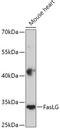 Fas Ligand antibody, A00925, Boster Biological Technology, Western Blot image 