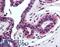 Histone Cluster 4 H4 antibody, LS-B2036, Lifespan Biosciences, Immunohistochemistry paraffin image 