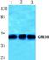 Motilin receptor antibody, PA5-75520, Invitrogen Antibodies, Western Blot image 