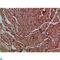 Canopy FGF Signaling Regulator 3 antibody, LS-C813823, Lifespan Biosciences, Immunohistochemistry paraffin image 