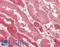Lactate Dehydrogenase B antibody, LS-B11270, Lifespan Biosciences, Immunohistochemistry paraffin image 