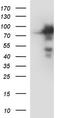 Interleukin 4 Receptor antibody, TA590766, Origene, Western Blot image 