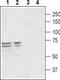 Peroxisomal Biogenesis Factor 5 Like antibody, TA329011, Origene, Western Blot image 