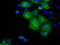 Potassium Channel Tetramerization Domain Containing 5 antibody, LS-C115079, Lifespan Biosciences, Immunofluorescence image 