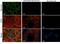 Sprouty RTK Signaling Antagonist 2 antibody, orb181594, Biorbyt, Immunohistochemistry frozen image 